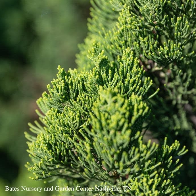 #10 Juniperus chin Torulosa/ Upright Hollywood Chinese Juniper