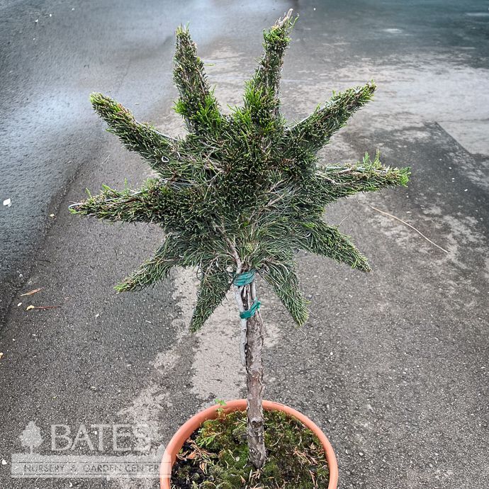 Topiary Mini Sun #3 Juniperus chin Spartan/ Chinese Juniper