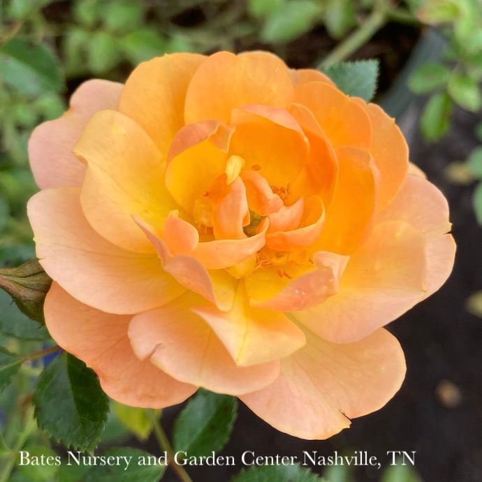 Topiary Patio Tree #5 Rosa Itsy Bitsy Peach/ Miniature Rose - No Warranty