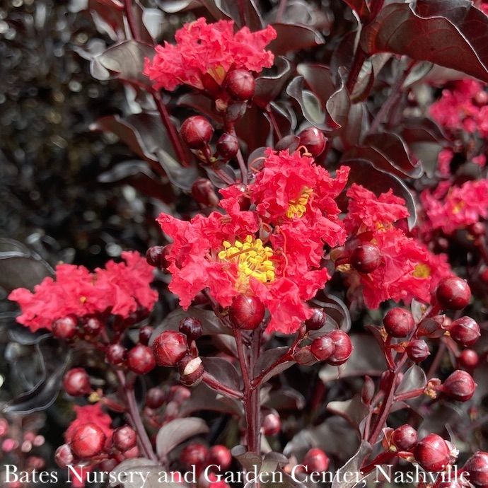 #3 Lagerstroemia Ebony Flame/ Dark-red Semi-dwarf Crape Myrtle