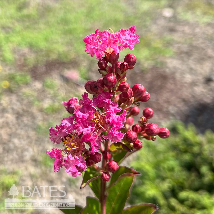 #3 Lagerstroemia Enduring 'Fuchsia'/ Dwarf Crape Myrtle