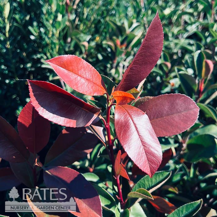 #5 Photinia x fraseri/ Fraser's Red Tip