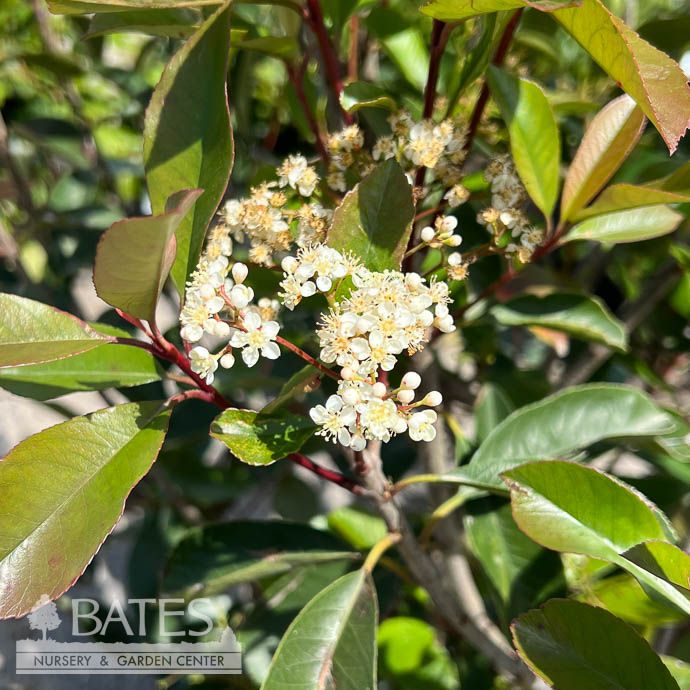 #5 Photinia x fraseri/ Fraser's Red Tip