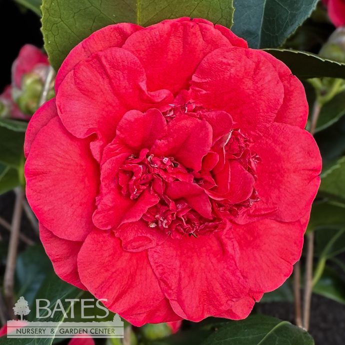 #3 Camellia japonica April Tryst/ Red - No Warranty