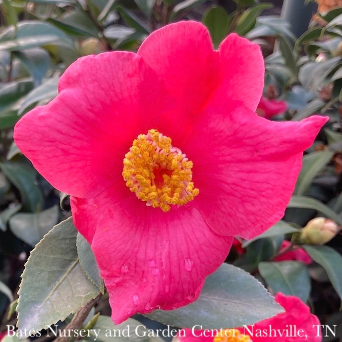#3 Camellia japonica Ice Angels 'Spring's Promise'/ Rose Red - No Warranty