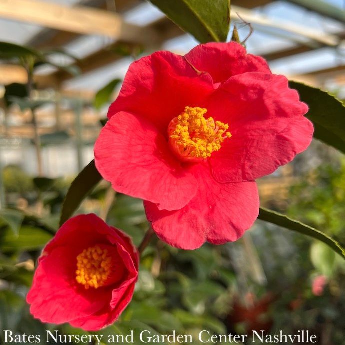 #3 Camellia japonica Ice Angels 'Spring's Promise'/ Rose Red - No Warranty