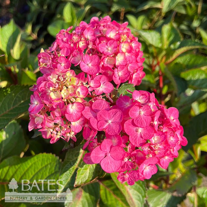 #2 Hydrangea mac Show Stopper/ Compact Bigleaf/ Mophead Pink to Blue