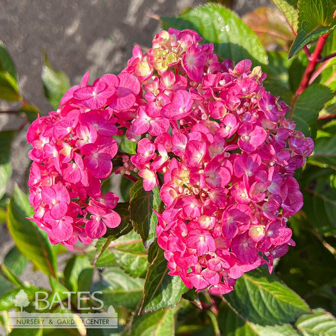 #2 Hydrangea mac Show Stopper/ Compact Bigleaf/ Mophead Pink to Blue