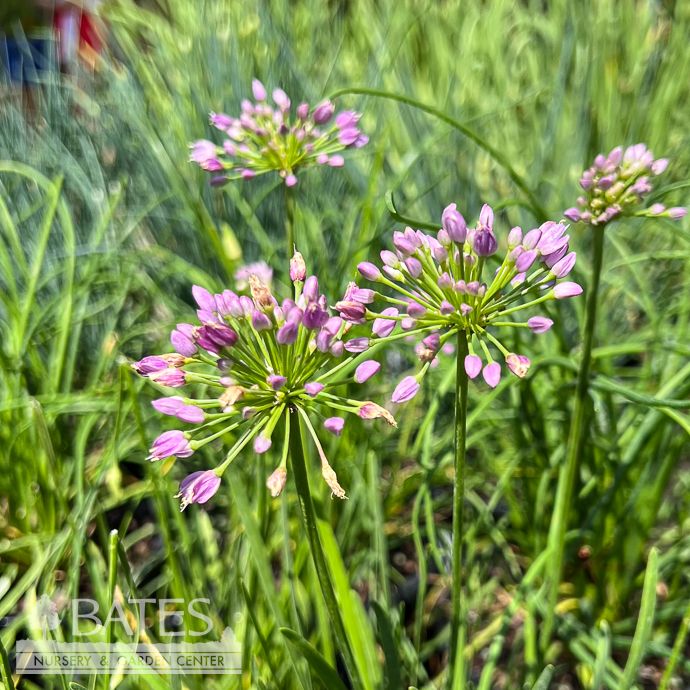 #1 Allium tang Avatar/ Purple