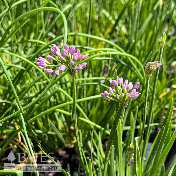 #1 Allium tang Avatar/ Purple