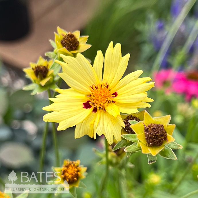 #1 Coreopsis grand Solar Moon/ Compact Tickseed Native (TN)