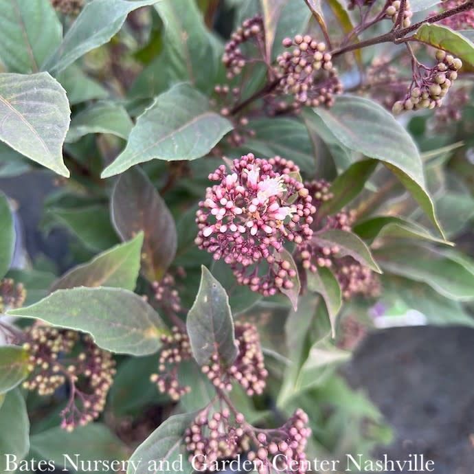#2 Callicarpa x Pearl Glam/ Beautyberry