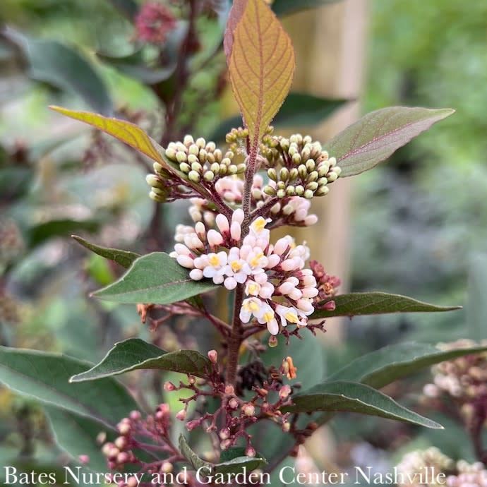 #2 Callicarpa x Pearl Glam/ Beautyberry