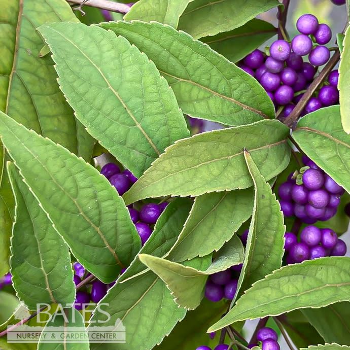 #2 Callicarpa x Pearl Glam/ Beautyberry