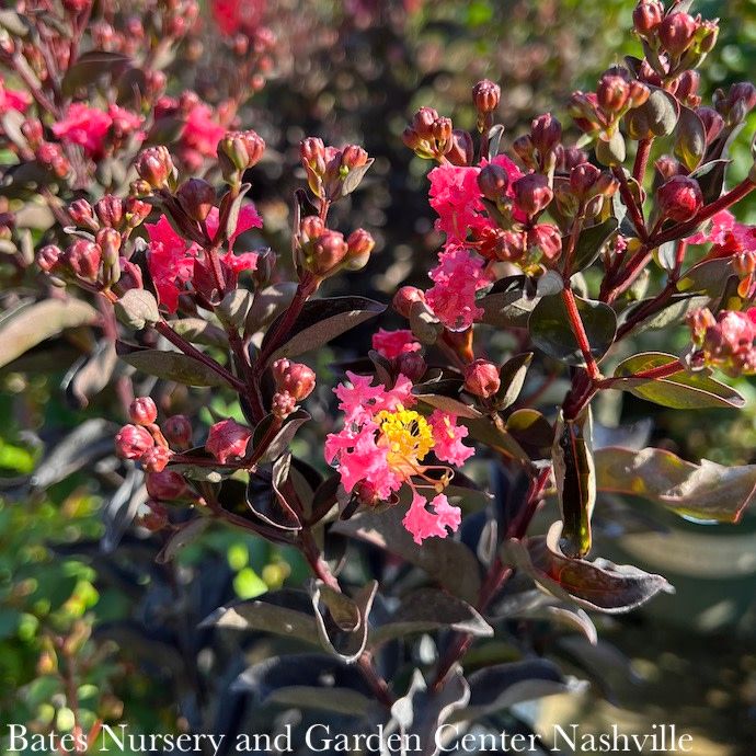 #2 Lagerstroemia ind PW Center Stage 'Coral'/ Semi-dwarf Crape Myrtle