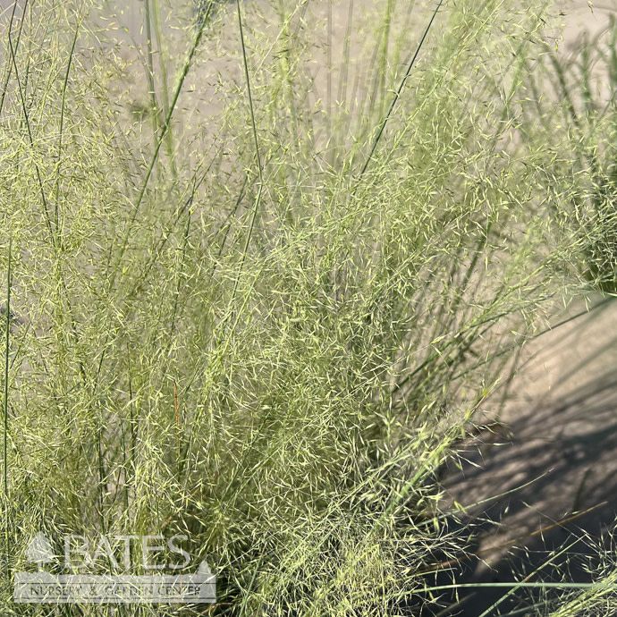#1 Grass Muhlenbergia cap White Cloud/ White Muhly Native (TN)