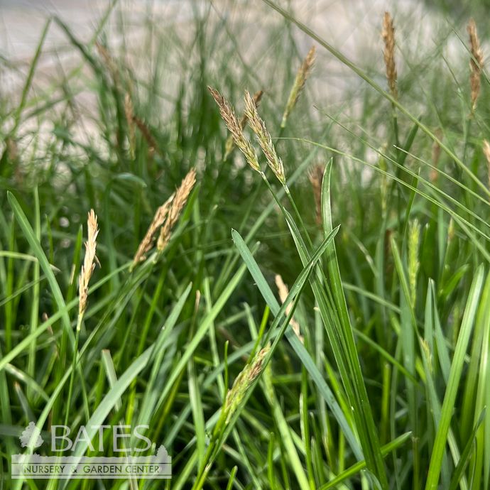 #1 Sesleria x Greenlee Hybrid/ Moor Grass