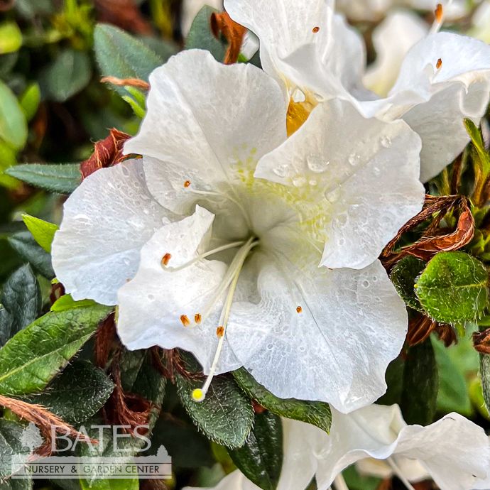 #2 Azalea x Encore Autumn Ivory/ Repeat White Dwarf
