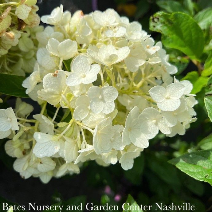 #2 Hydrangea pan Little Hottie/ White Dwarf Panicle