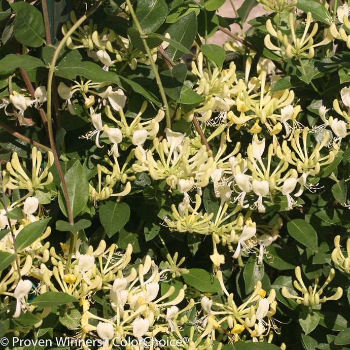 Trellis #2 Lonicera peri PW Scentsation/ Yellow Honeysuckle