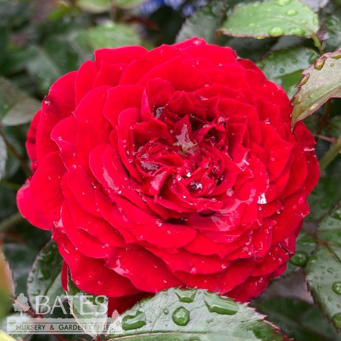 #2 Rosa True Bloom 'True Love'/ Compact Double Red Floribunda Rose - No Warranty