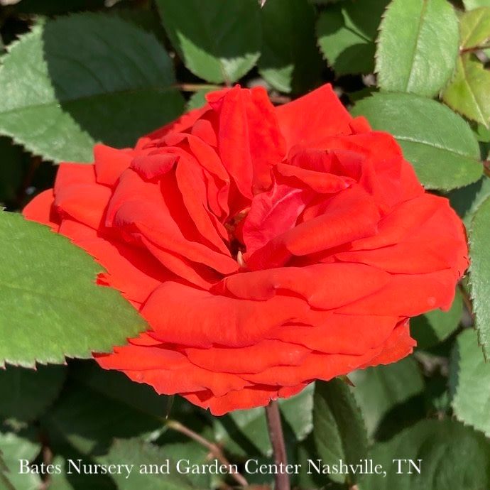 #2 Rosa True Bloom 'True Passion'/ Double Orange-red Hybrid Tea Rose - No Warranty