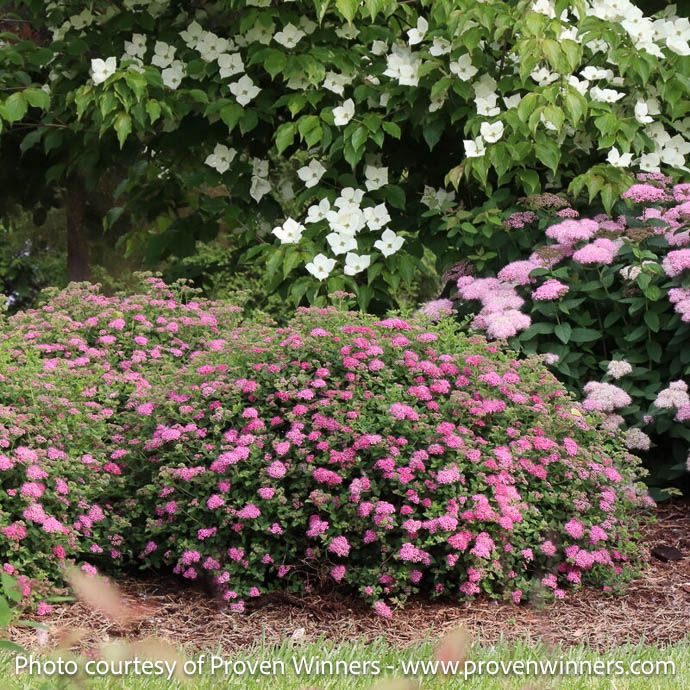 #3 Spiraea japonica PW Double Play 'Princess'/ Dark Pink Flowers