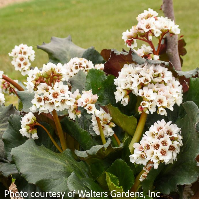 #1 Bergenia Happily Ever After/ Pigsqueak