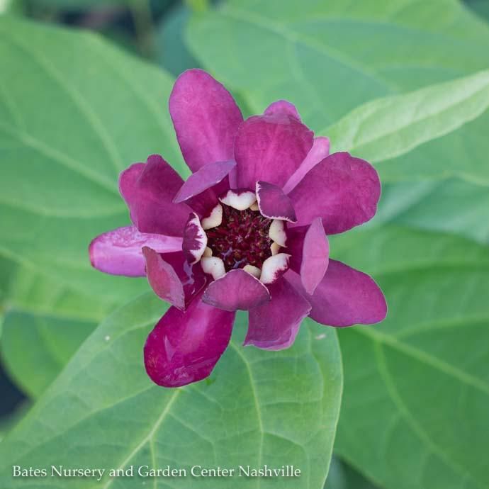 #3 Calycanthus x PW Aphrodite/ Allspice Sweetshrub