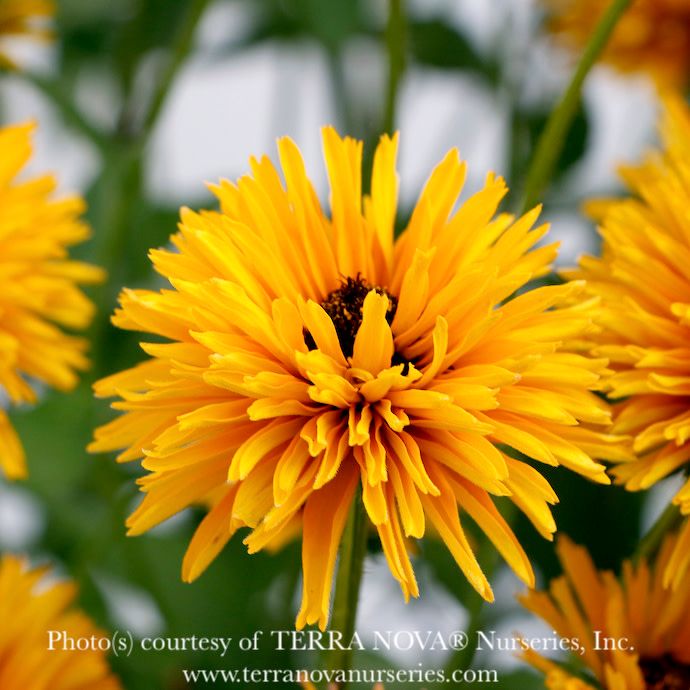 Tropical #1 Rudbeckia hirta Lion Cub/ Double Yellow - No Warranty