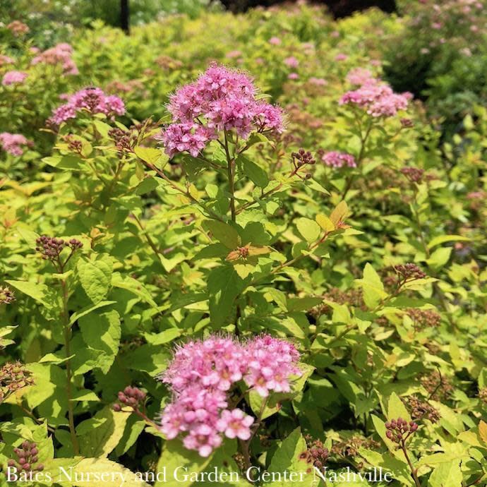 #3 Spiraea japonica Goldmound