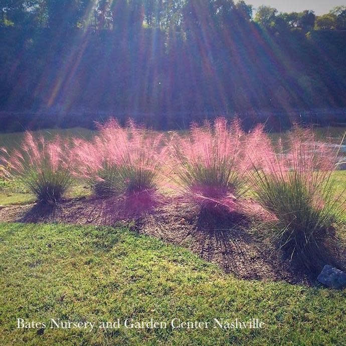 #2 Grass Muhlenbergia cap Plumetastic/ Pink Muhly Native (TN)