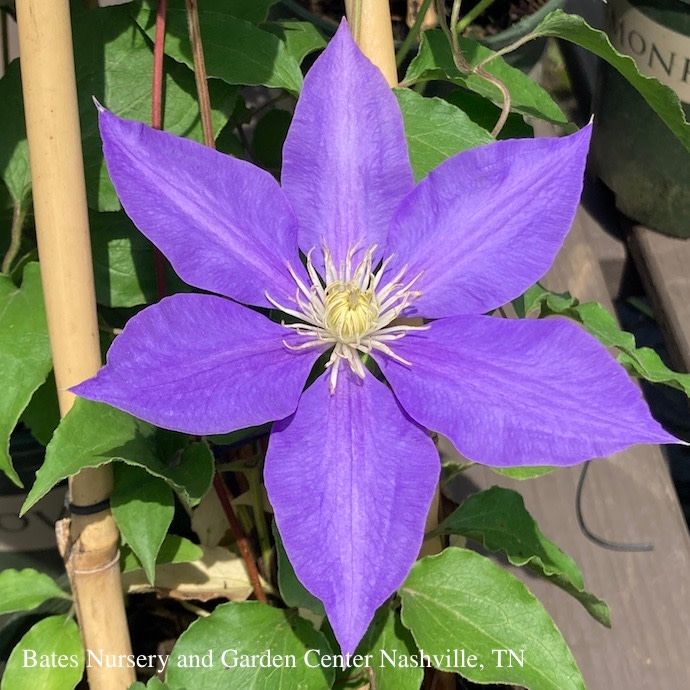 #2 Clematis H.F. Young/ Medium Blue
