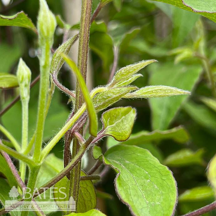 #2 Clematis H.F. Young/ Medium Blue