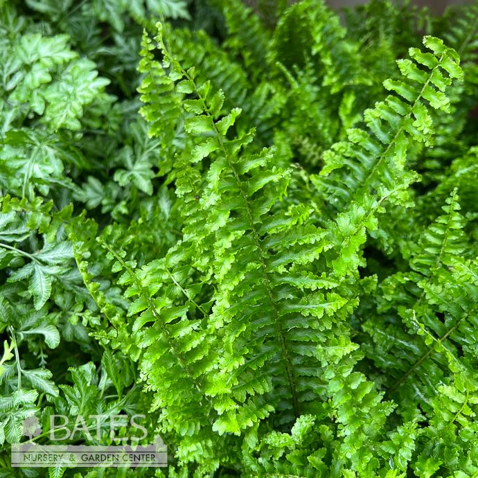 4p! Fern - Fluffy Ruffles /Compact Boston /Tropical