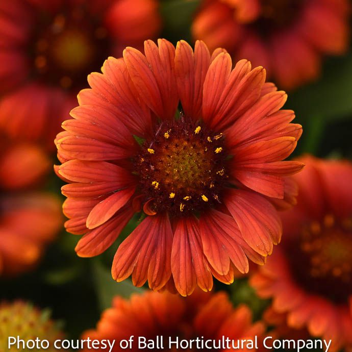 #1 Gaillardia ari Guapa Red/ Blanket Flower