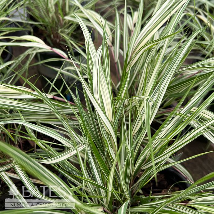 #1 Grass Hakonechloa mac Lime Zest/ Japanese Forest