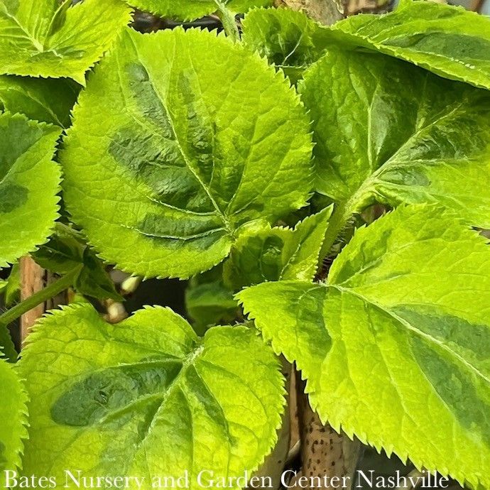 #2 Hydrangea pet Miranda/ Variegated Climbing