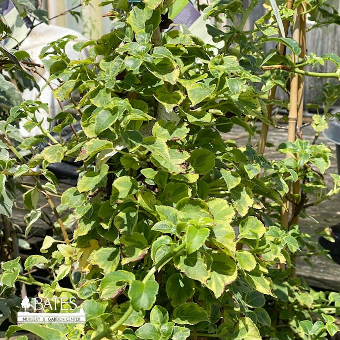 #2 Hydrangea pet Miranda/ Variegated Climbing