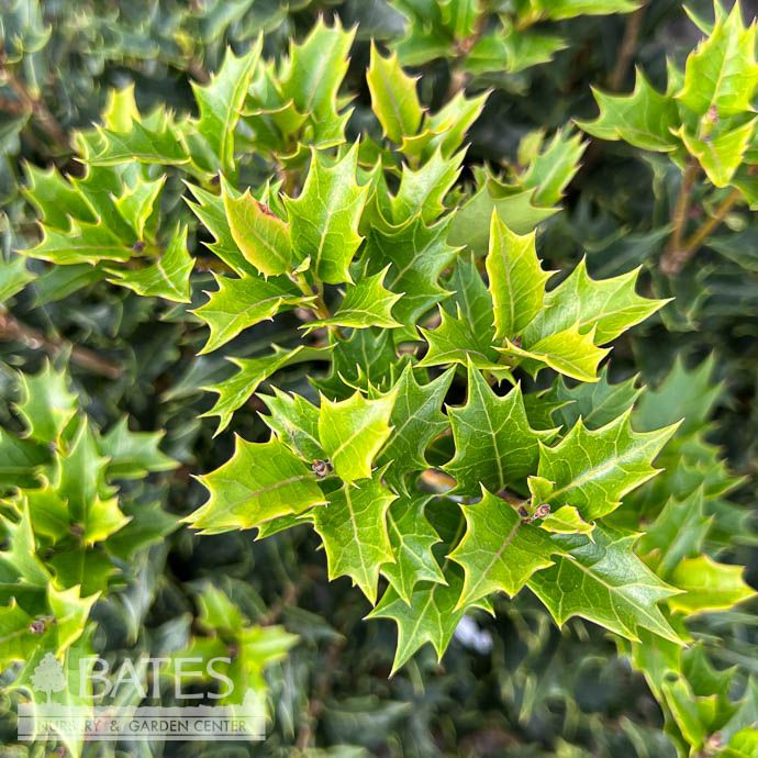 #10s Osmanthus heter Party Lights/ Variegated Goshiki False Holly