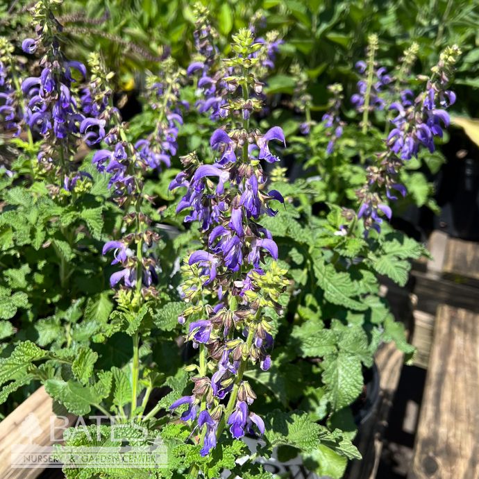 #1 Salvia milt PW Amethyst Fringe/ Purple Red-Rooted Sage