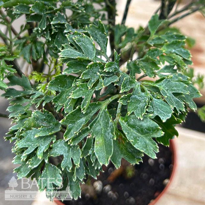 8p! Aralia Parsley Stump /Polyscias fru /Tropical