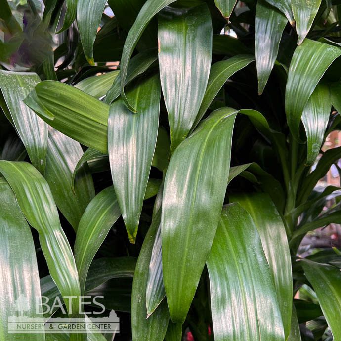 10p! Dracaena Lisa Cane Black Beauty 3ppp /Tropical