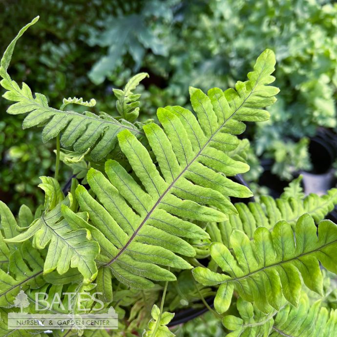 6p! Fern - E T Footed Fern /Polypodium formosanum /Tropical