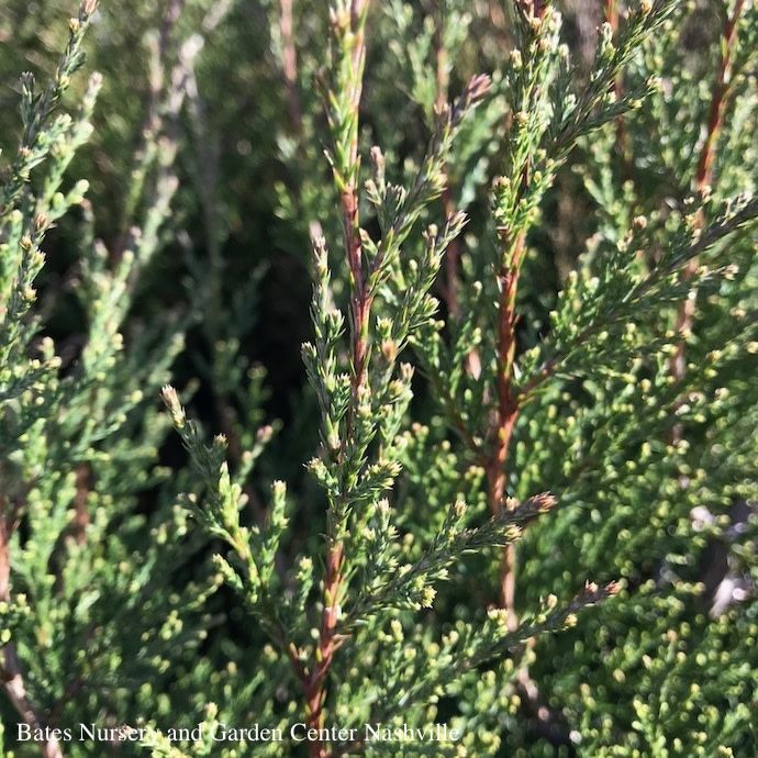 #7 4' Juniperus virg Taylor/ Upright Juniper Native (TN)