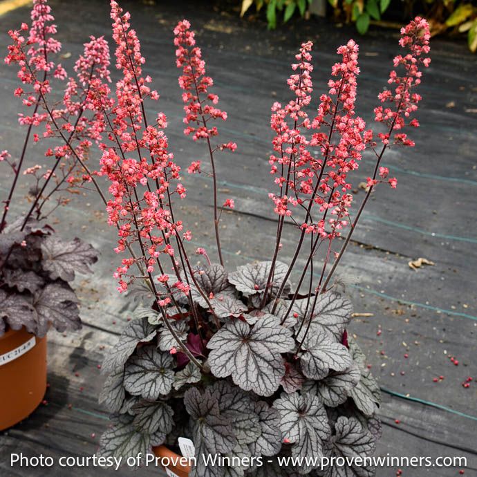 #1 Heuchera PW Dolce 'Glazed and Confused'/ Coral Bells