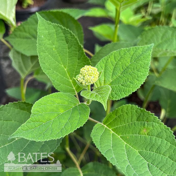 #3 Hydrangea arb American Lace 'White'/ Smooth Native (TN)