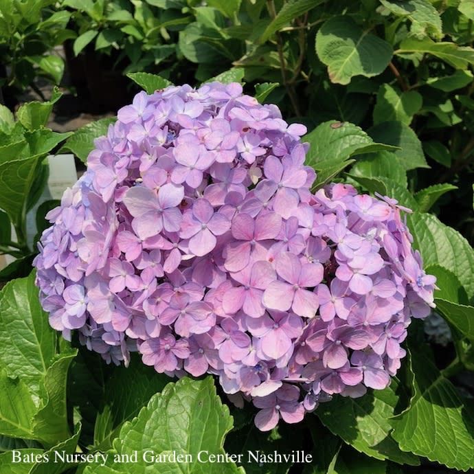 #3 Hydrangea mac Big Daddy/ Bigleaf/ Mophead Repeat Blue to Pink