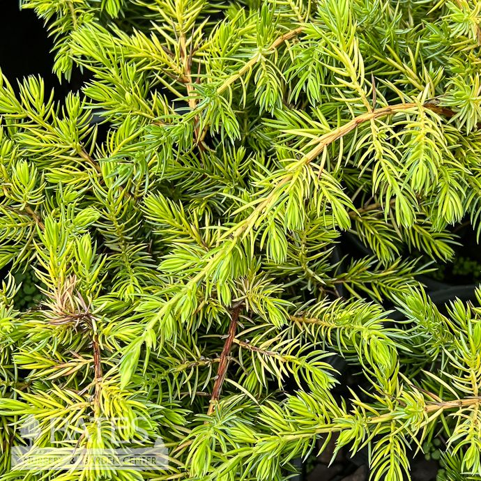 #1 Juniperus con Pacific Sunrise/ Creeping Gold Shore Juniper
