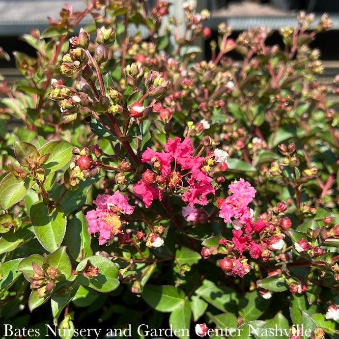 #3 Lagerstroemia indicia Bellini 'Strawberry'/ Red Compact Crape Myrtle
